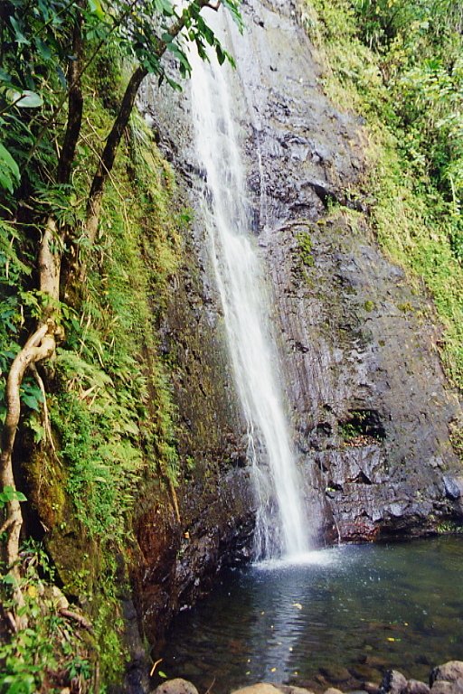 Manoa Falls Pictures